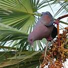 Pigeon à bec rouge