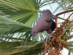 Pigeon à bec rouge