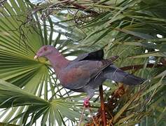 Red-billed Pigeon