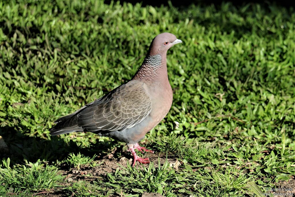 Pigeon picazuro