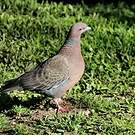 Pigeon picazuro