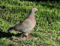 Picazuro Pigeon