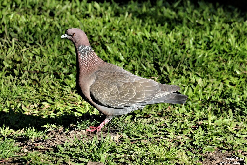 Pigeon picazuro