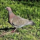 Pigeon picazuro