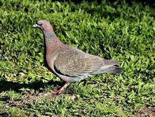 Pigeon picazuro