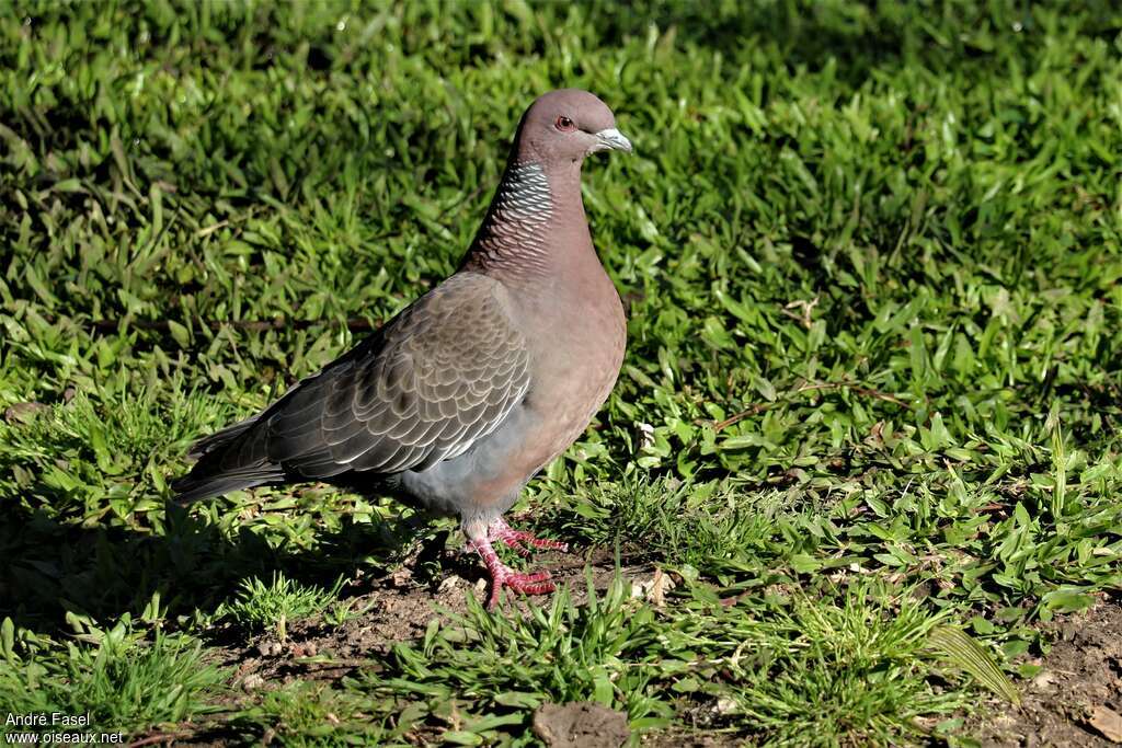 Pigeon picazuroadulte, identification