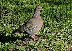 Picazuro Pigeon