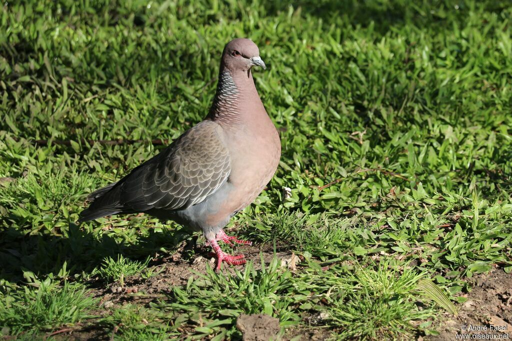 Picazuro Pigeon