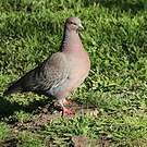 Pigeon picazuro
