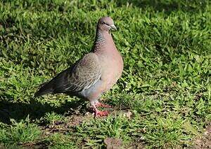 Pigeon picazuro