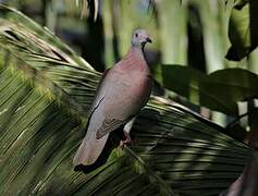 Pale-vented Pigeon