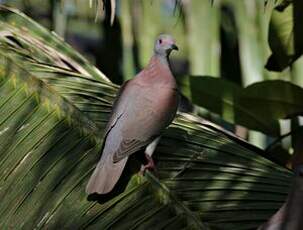 Pigeon rousset