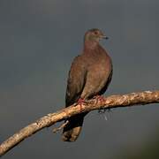 Pale-vented Pigeon