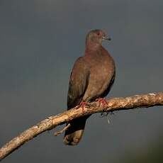 Pigeon rousset