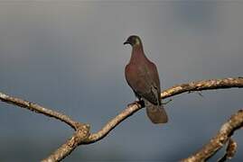 Pale-vented Pigeon