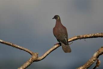 Pigeon rousset