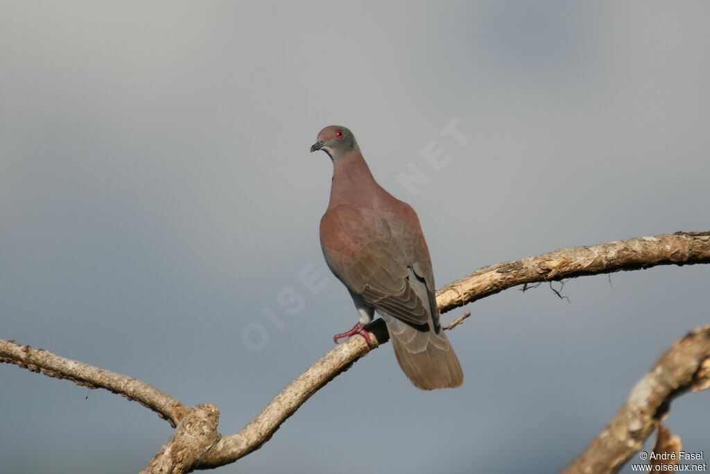 Pigeon rousset