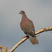 Pale-vented Pigeon