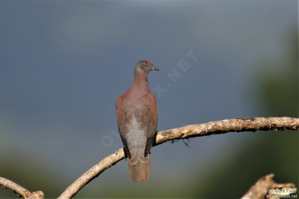 Pale-vented Pigeon