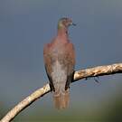 Pigeon rousset