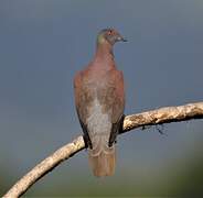 Pale-vented Pigeon