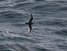 Blue Petrel