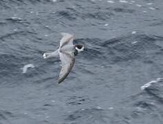 Blue Petrel