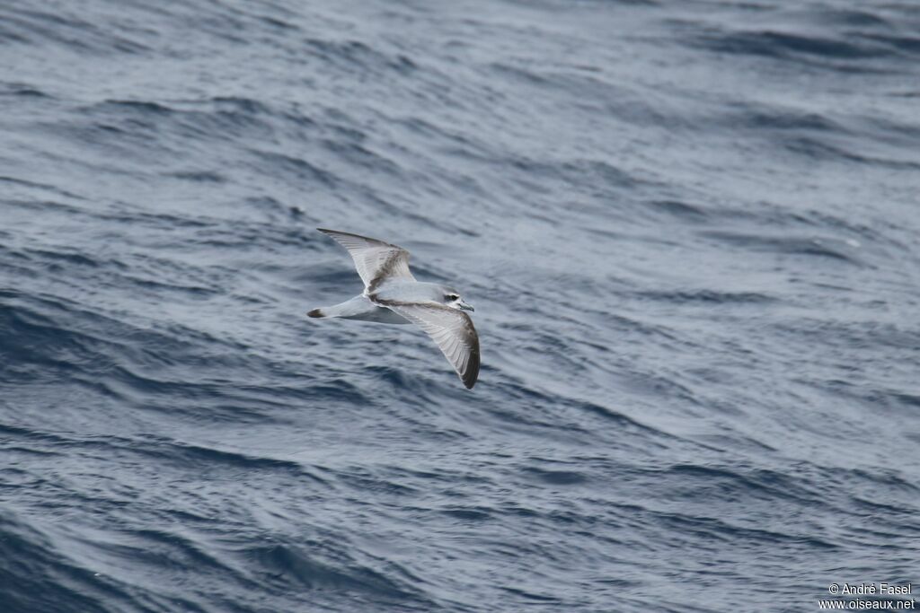 Antarctic Prion