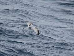 Antarctic Prion