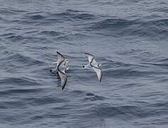 Antarctic Prion