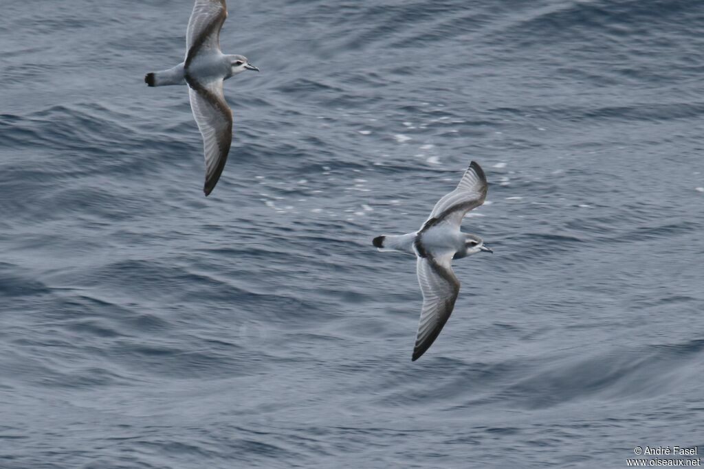 Antarctic Prion, habitat, Behaviour