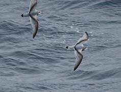 Antarctic Prion