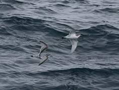 Antarctic Prion