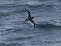 Antarctic Prion