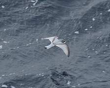 Antarctic Prion