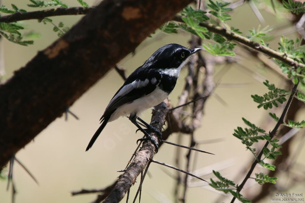 Chinspot Batis