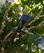 Long-tailed Silky-flycatcher