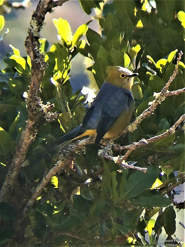 Long-tailed Silky-flycatcher