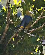 Long-tailed Silky-flycatcher