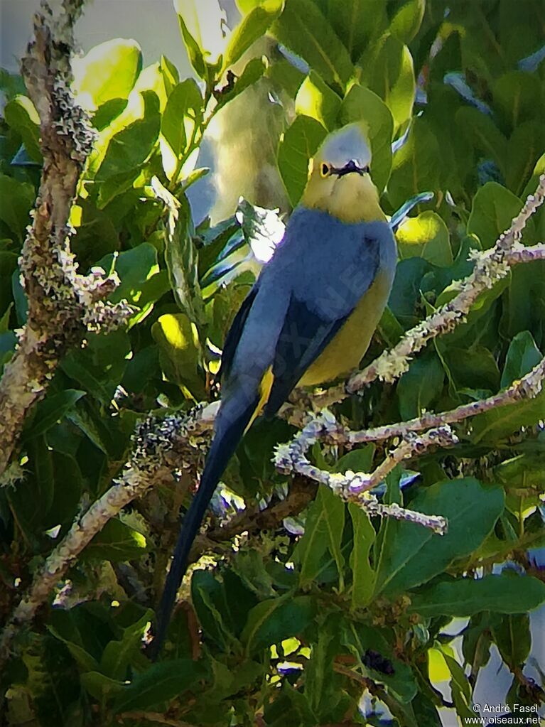 Long-tailed Silky-flycatcher