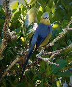 Long-tailed Silky-flycatcher