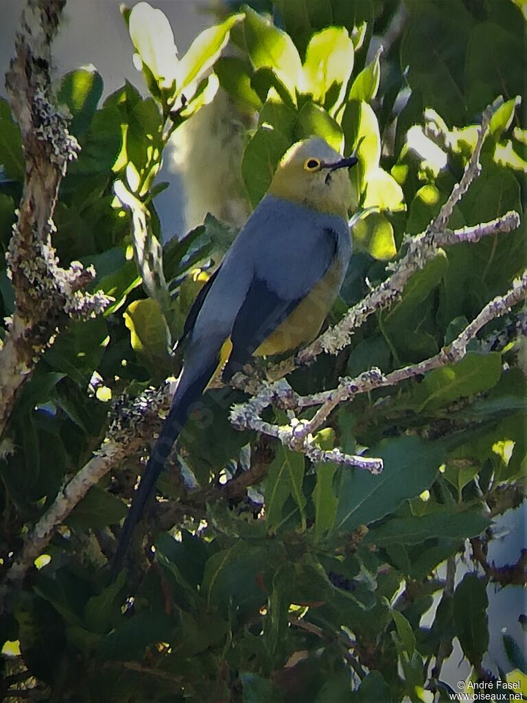 Long-tailed Silky-flycatcher