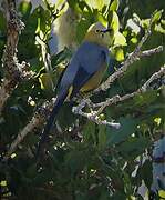 Long-tailed Silky-flycatcher