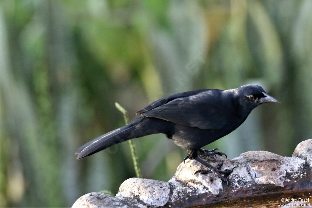 Melodious Blackbird