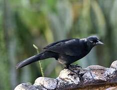 Melodious Blackbird