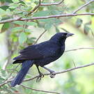 Quiscale chopi