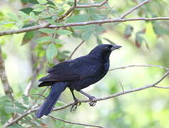 Chopi Blackbird