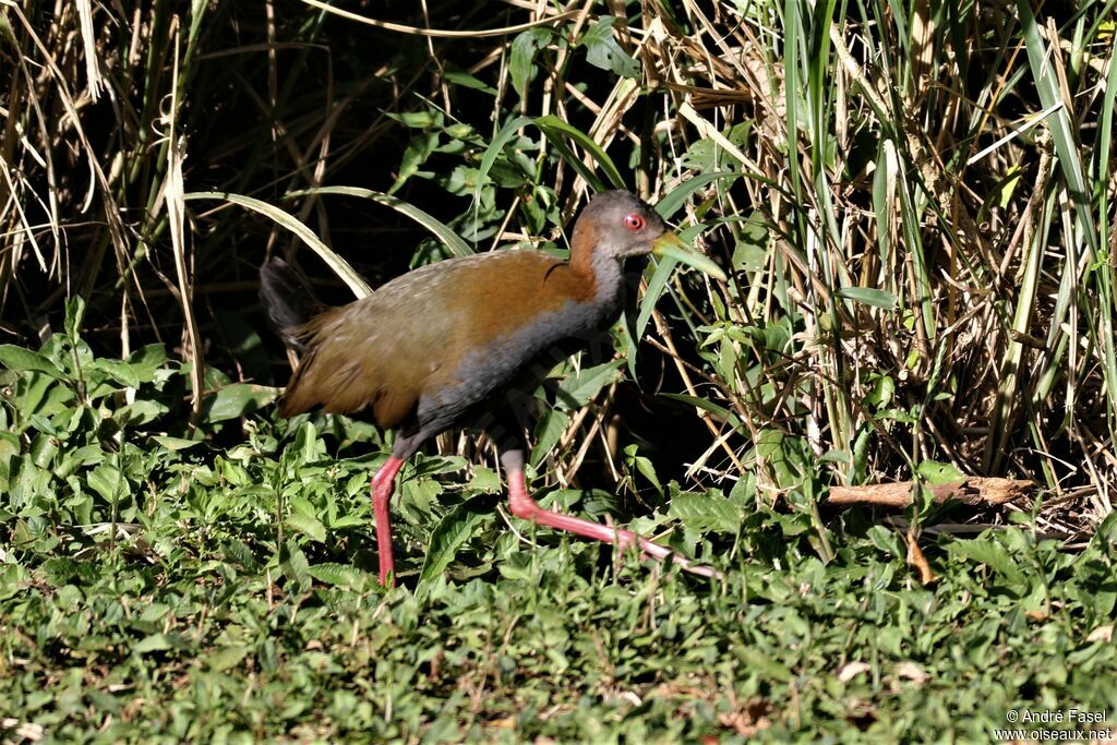 Slaty-breasted Wood Rail