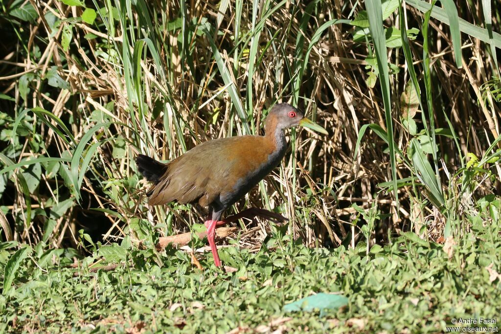 Slaty-breasted Wood Rail