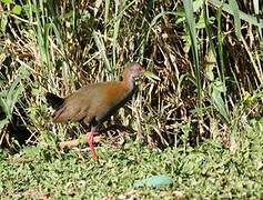 Slaty-breasted Wood Rail